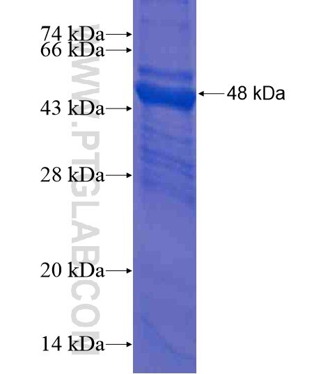 PTPRU fusion protein Ag20667 SDS-PAGE