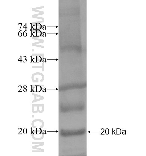 PTPRU fusion protein Ag15542 SDS-PAGE