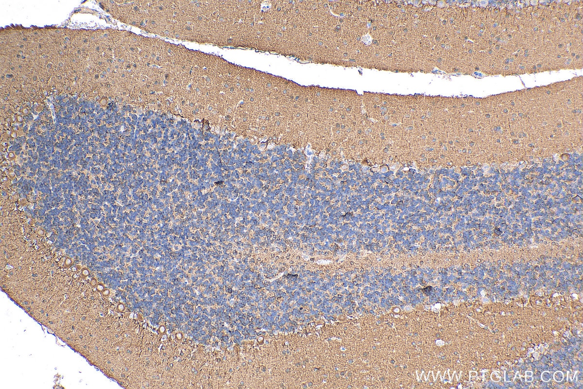 Immunohistochemistry (IHC) staining of rat cerebellum tissue using PTPRZ1 Polyclonal antibody (55125-1-AP)