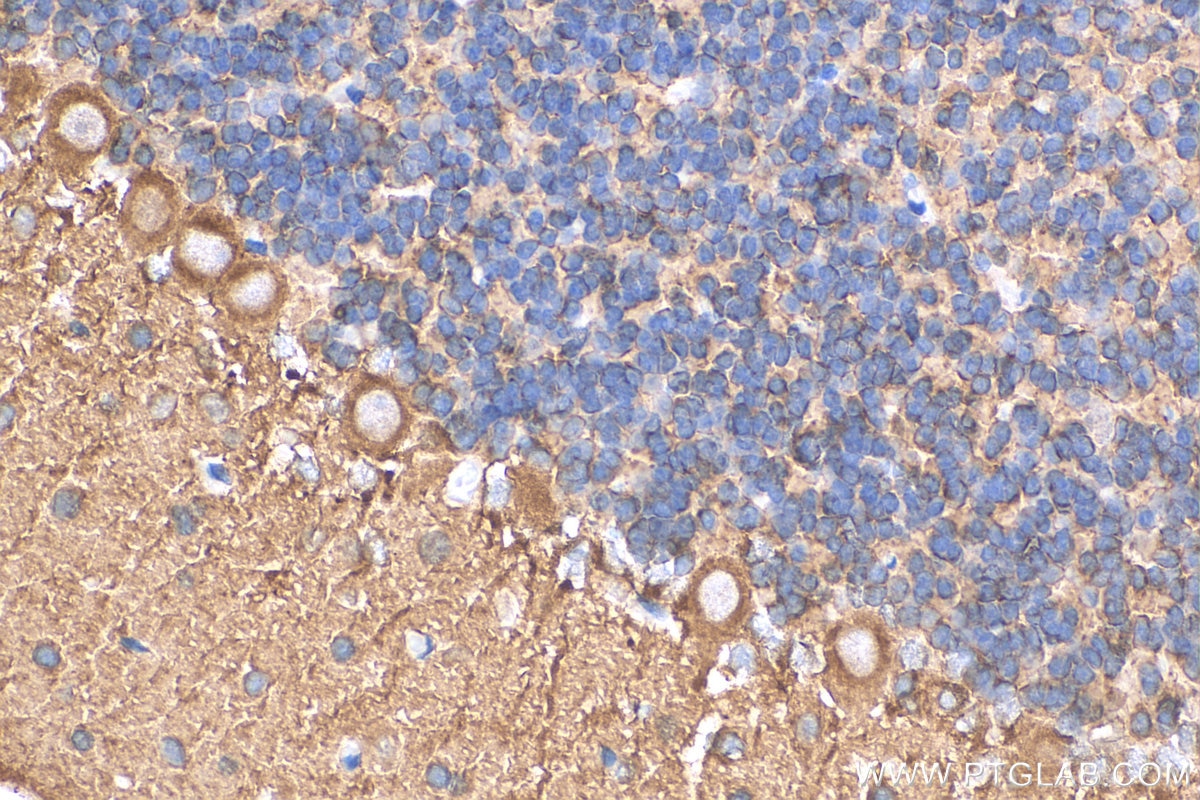 Immunohistochemistry (IHC) staining of rat cerebellum tissue using PTPRZ1 Polyclonal antibody (55125-1-AP)
