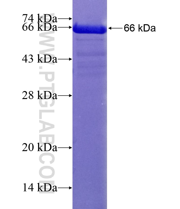 PTPRZ1 fusion protein Ag29327 SDS-PAGE