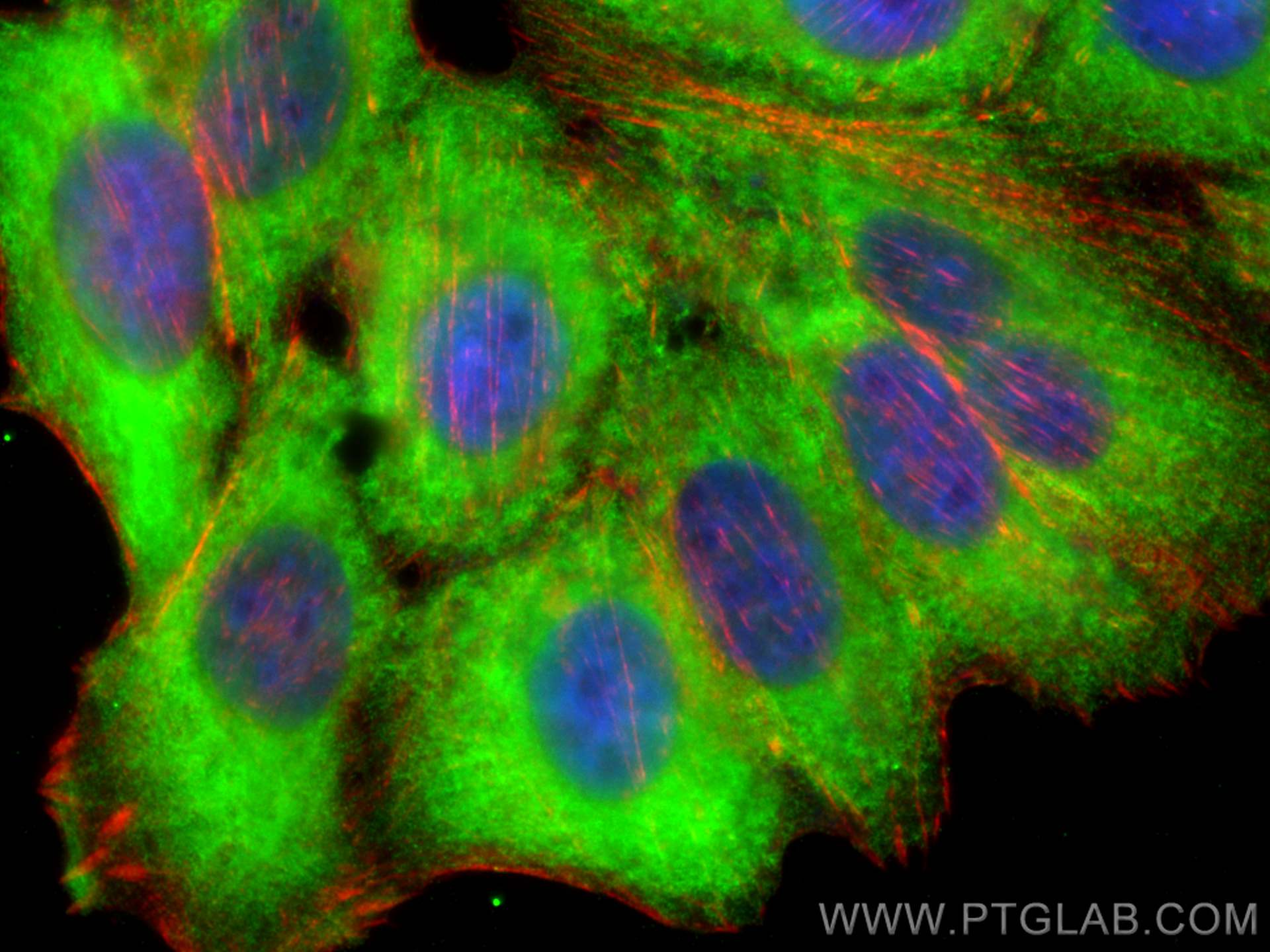Immunofluorescence (IF) / fluorescent staining of HepG2 cells using PTRF Polyclonal antibody (18892-1-AP)