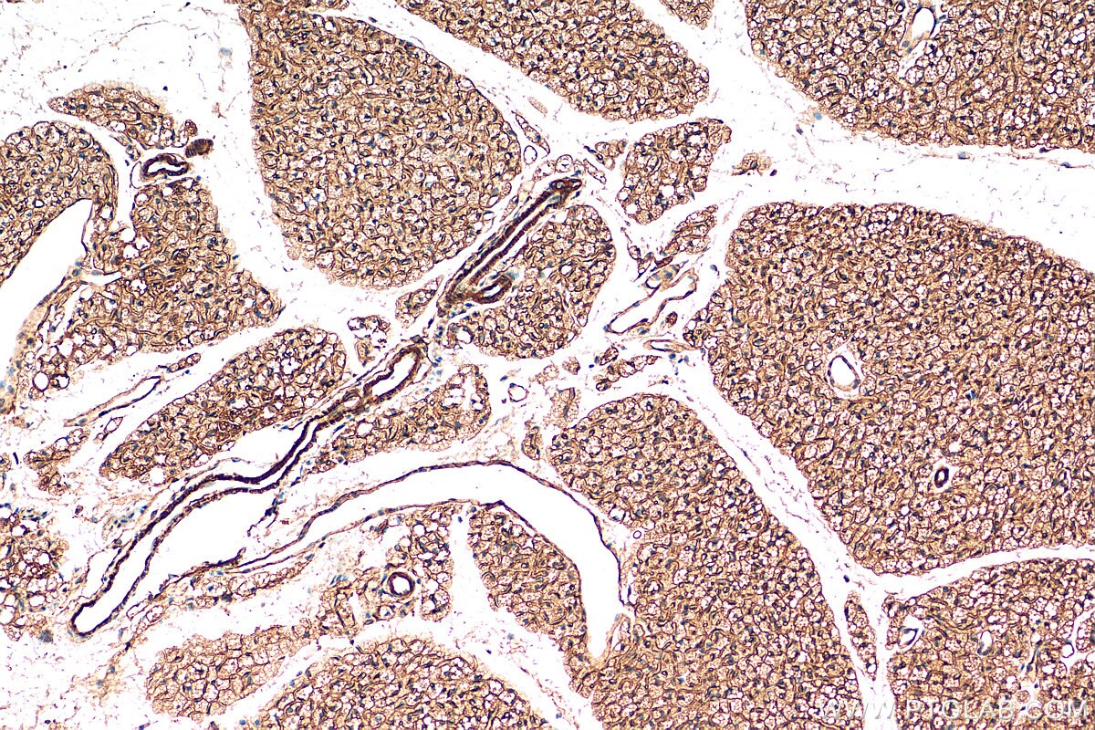 Immunohistochemistry (IHC) staining of mouse brown adipose tissue using PTRF Polyclonal antibody (18892-1-AP)