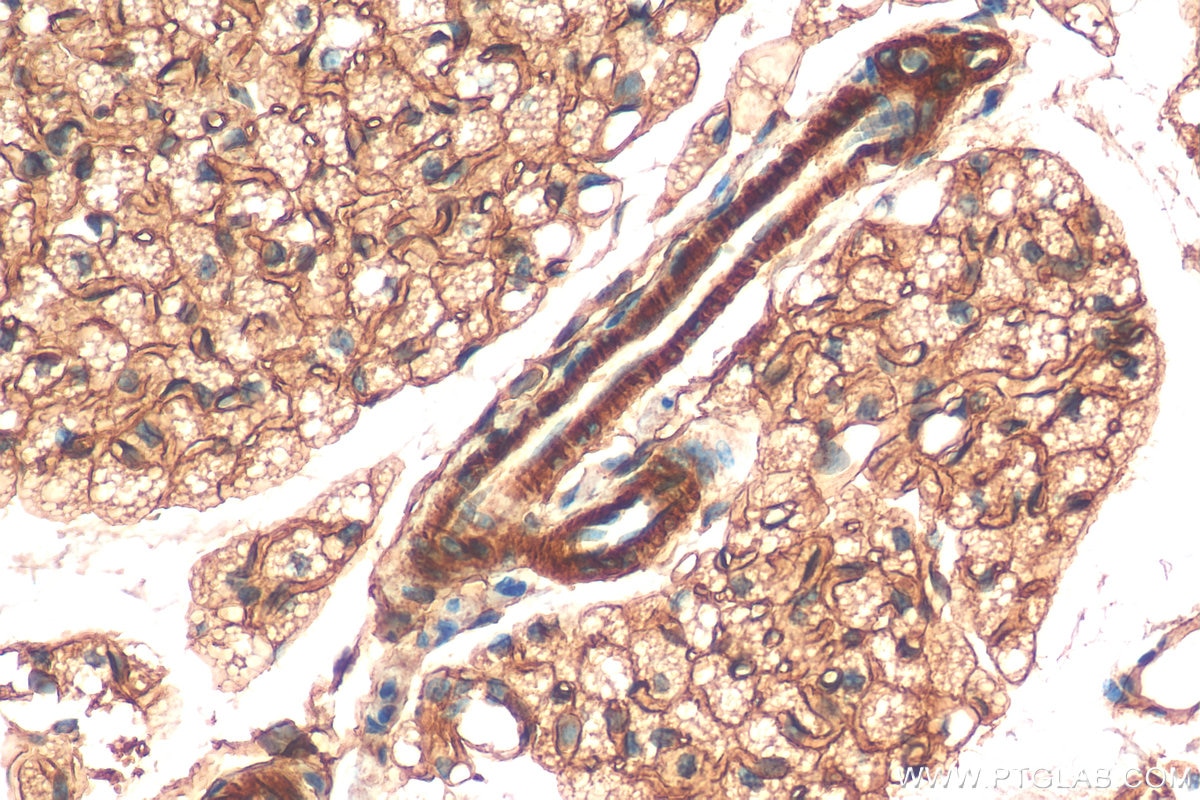 Immunohistochemistry (IHC) staining of mouse brown adipose tissue using PTRF Polyclonal antibody (18892-1-AP)