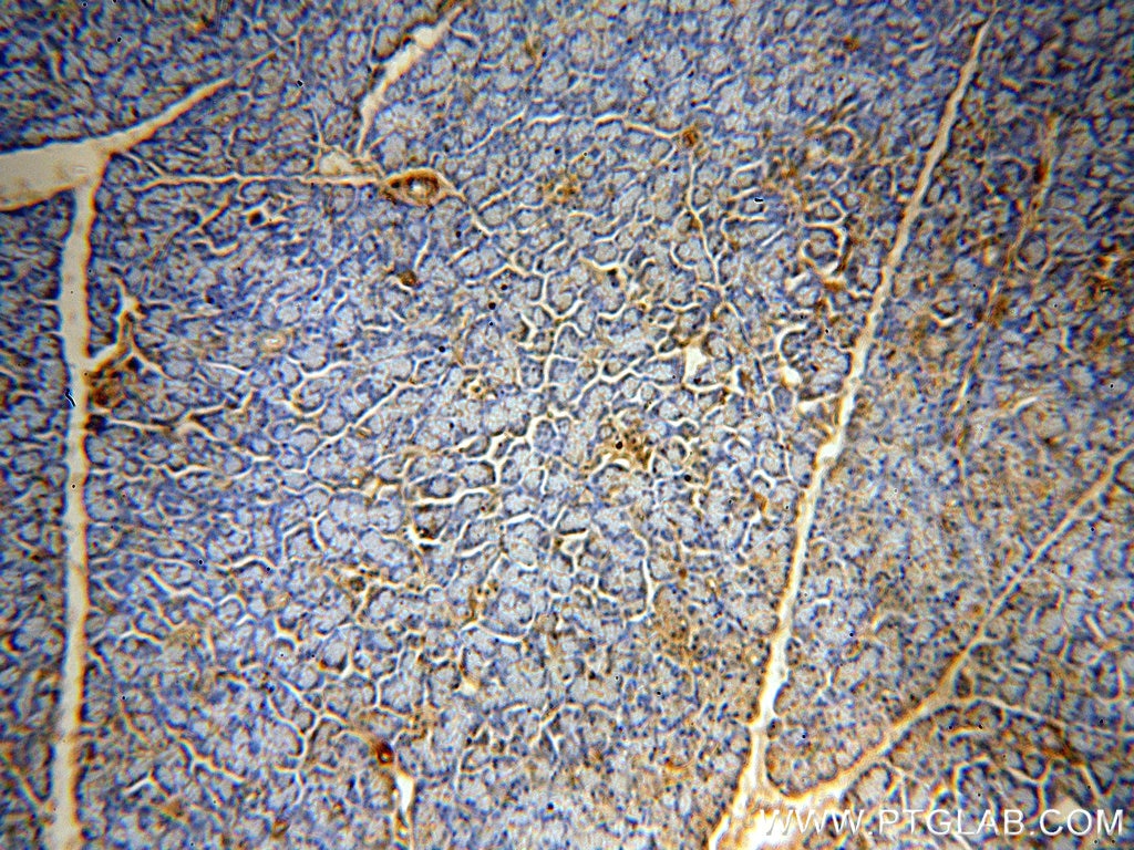 Immunohistochemistry (IHC) staining of human pancreas tissue using PTRF Polyclonal antibody (18892-1-AP)