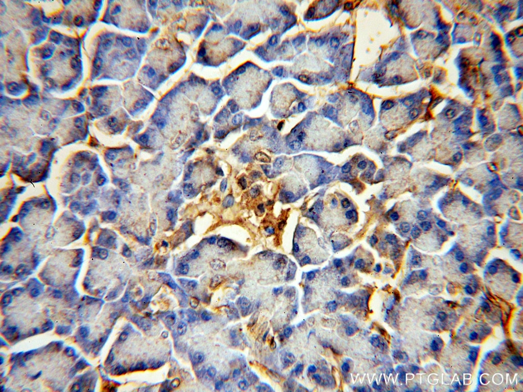 Immunohistochemistry (IHC) staining of human pancreas tissue using PTRF Polyclonal antibody (18892-1-AP)