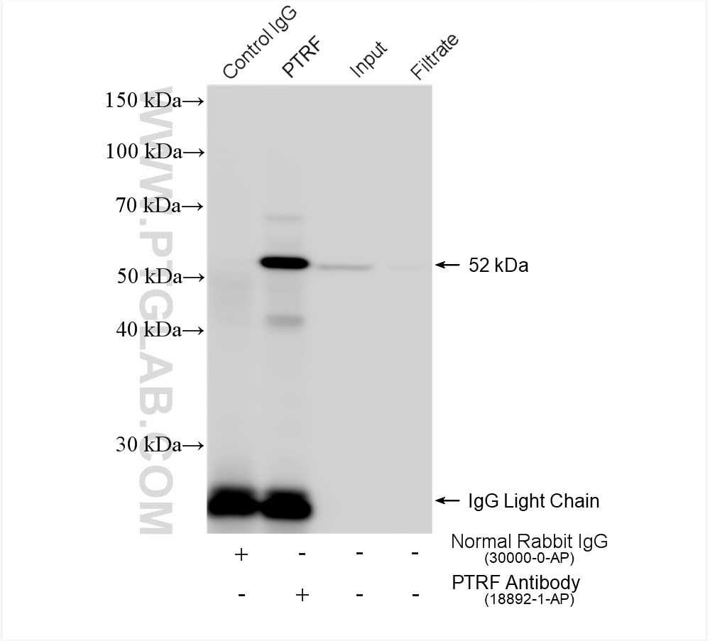 Immunoprecipitation (IP) experiment of HT-1080 cells using PTRF Polyclonal antibody (18892-1-AP)