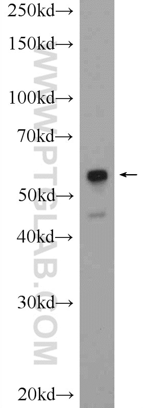 Western Blot (WB) analysis of rat heart tissue using PTRF Polyclonal antibody (18892-1-AP)