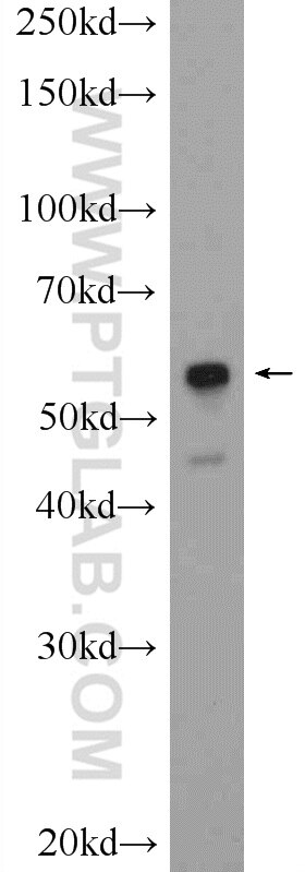 Western Blot (WB) analysis of rat heart tissue using PTRF Polyclonal antibody (18892-1-AP)