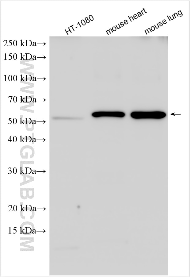 Western Blot (WB) analysis of various lysates using PTRF Polyclonal antibody (18892-1-AP)
