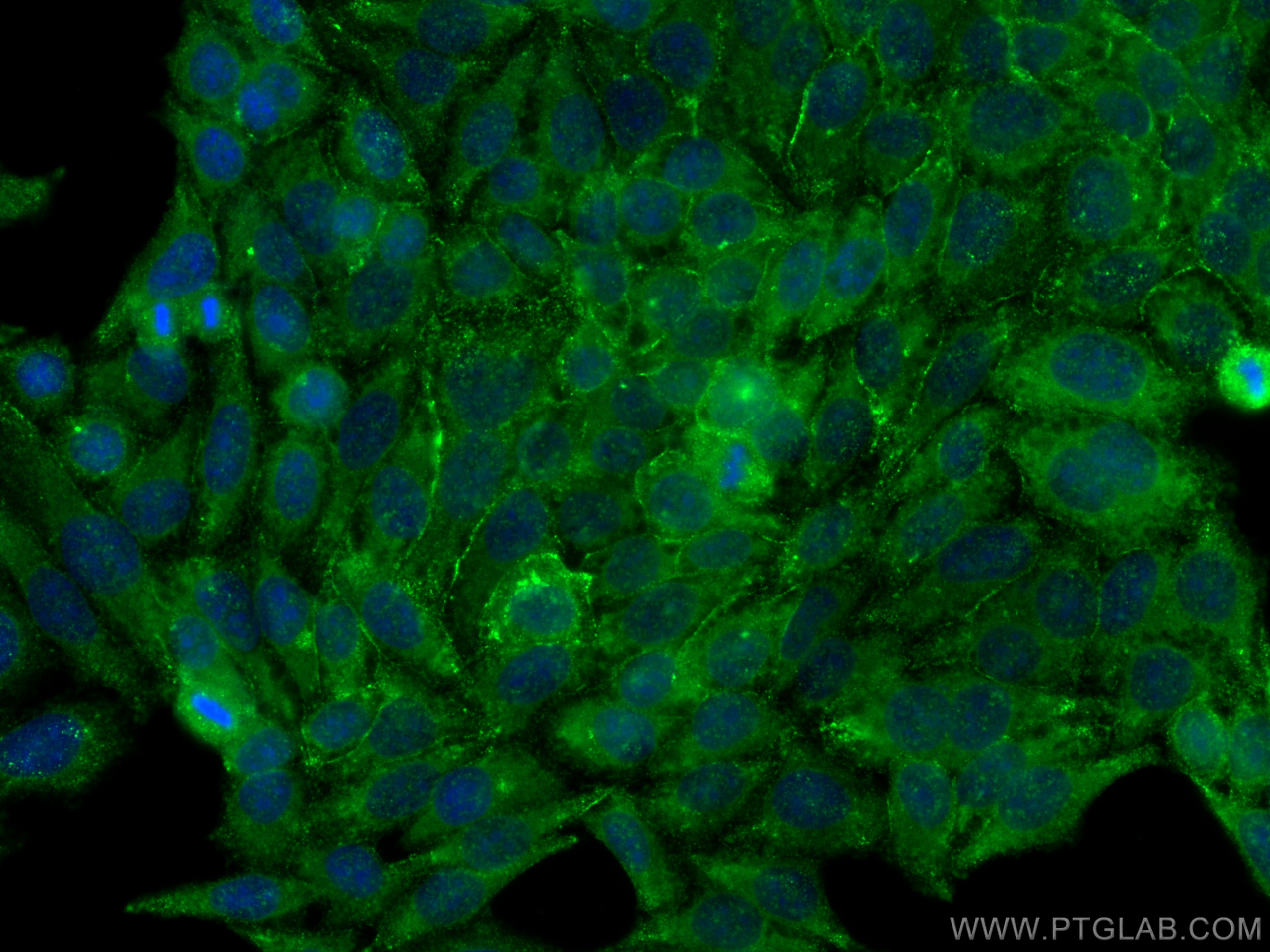 Immunofluorescence (IF) / fluorescent staining of HepG2 cells using PTRF Polyclonal antibody (30086-1-AP)