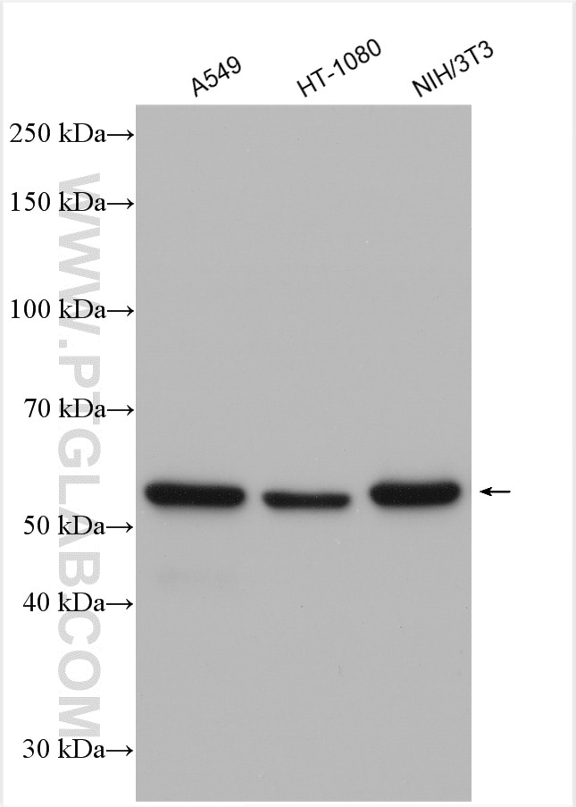Western Blot (WB) analysis of various lysates using PTRF Polyclonal antibody (30086-1-AP)