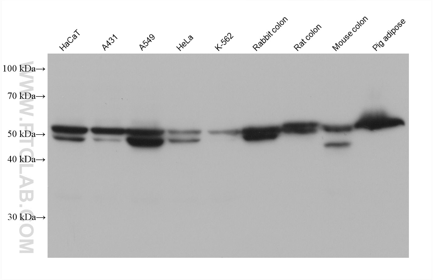 Western Blot (WB) analysis of various lysates using PTRF Monoclonal antibody (60562-4-Ig)