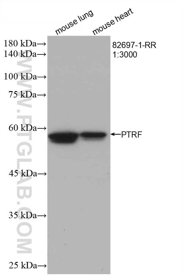 Western Blot (WB) analysis of various lysates using PTRF Recombinant antibody (82697-1-RR)