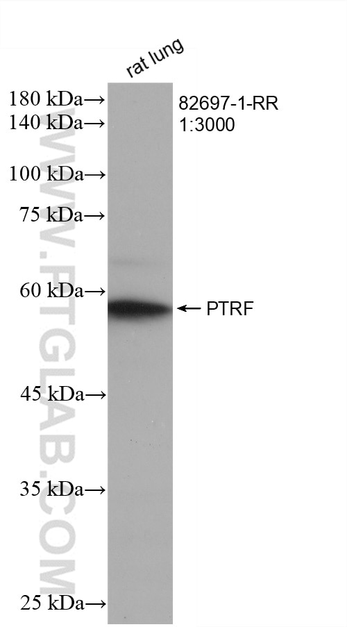 Western Blot (WB) analysis of rat lung tissue using PTRF Recombinant antibody (82697-1-RR)