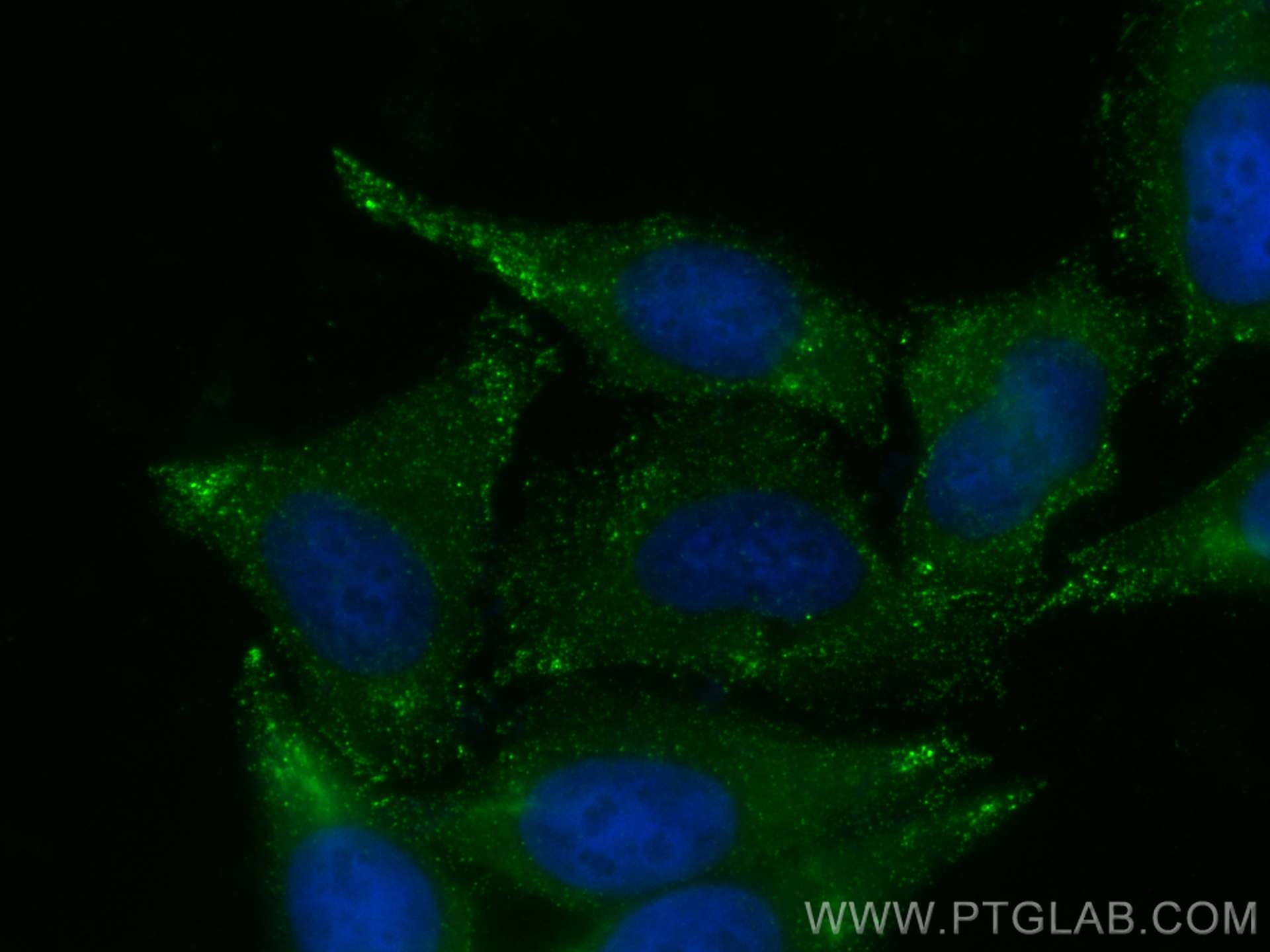 Immunofluorescence (IF) / fluorescent staining of HepG2 cells using CoraLite® Plus 488-conjugated PTRF Polyclonal anti (CL488-18892)