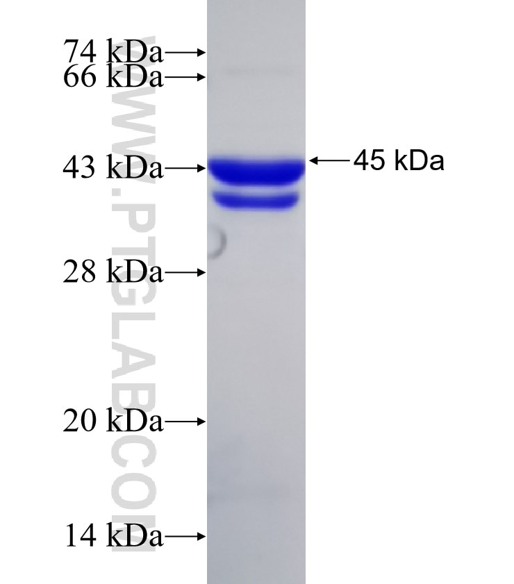 PTRF fusion protein Ag32786 SDS-PAGE
