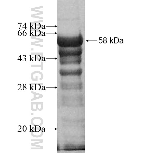 PTRF fusion protein Ag13486 SDS-PAGE