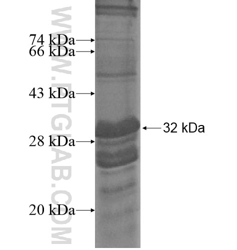 PTRF fusion protein Ag13495 SDS-PAGE