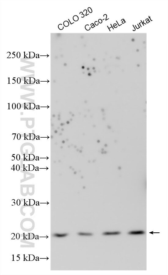 Western Blot (WB) analysis of various lysates using PTRH1 Polyclonal antibody (17651-1-AP)