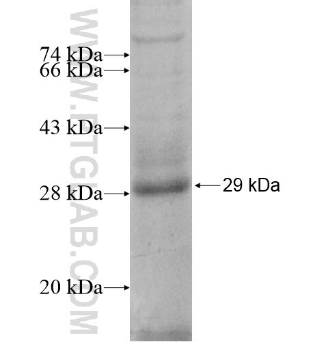 PTRH1 fusion protein Ag13192 SDS-PAGE