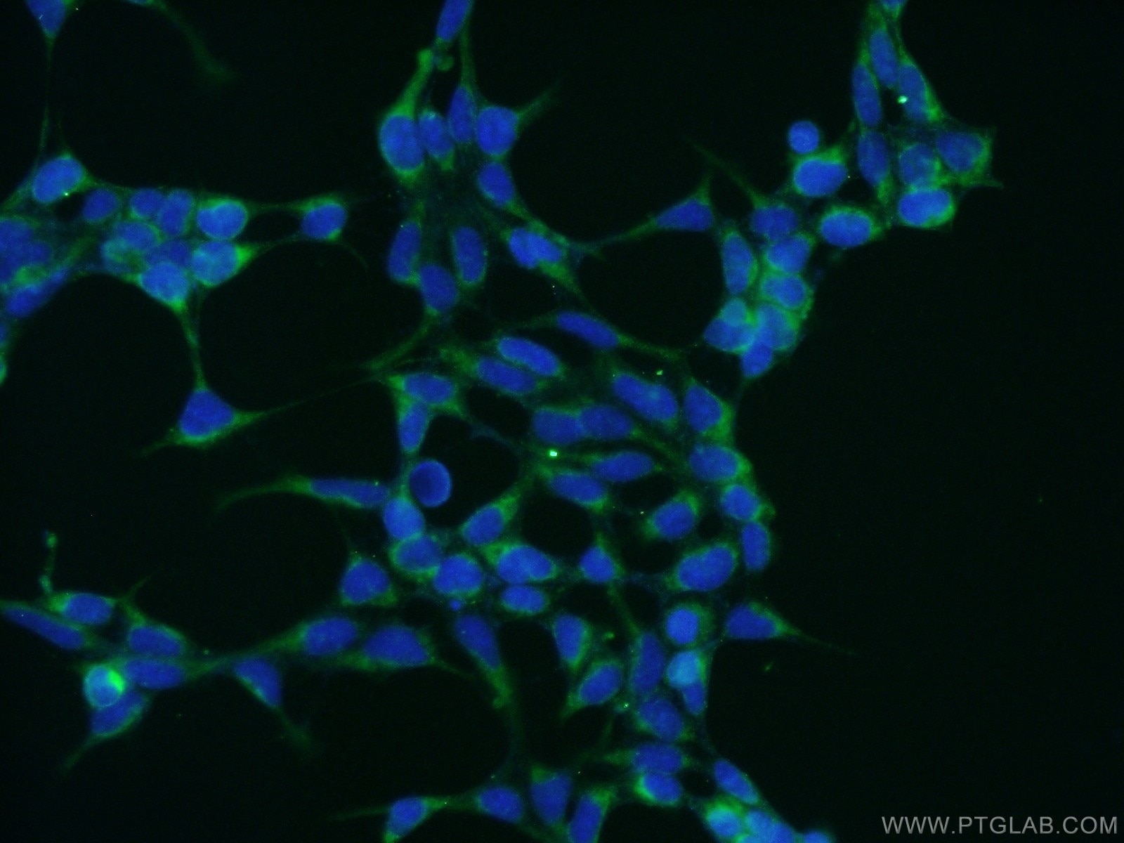 IF Staining of HEK-293 using 51006-2-AP