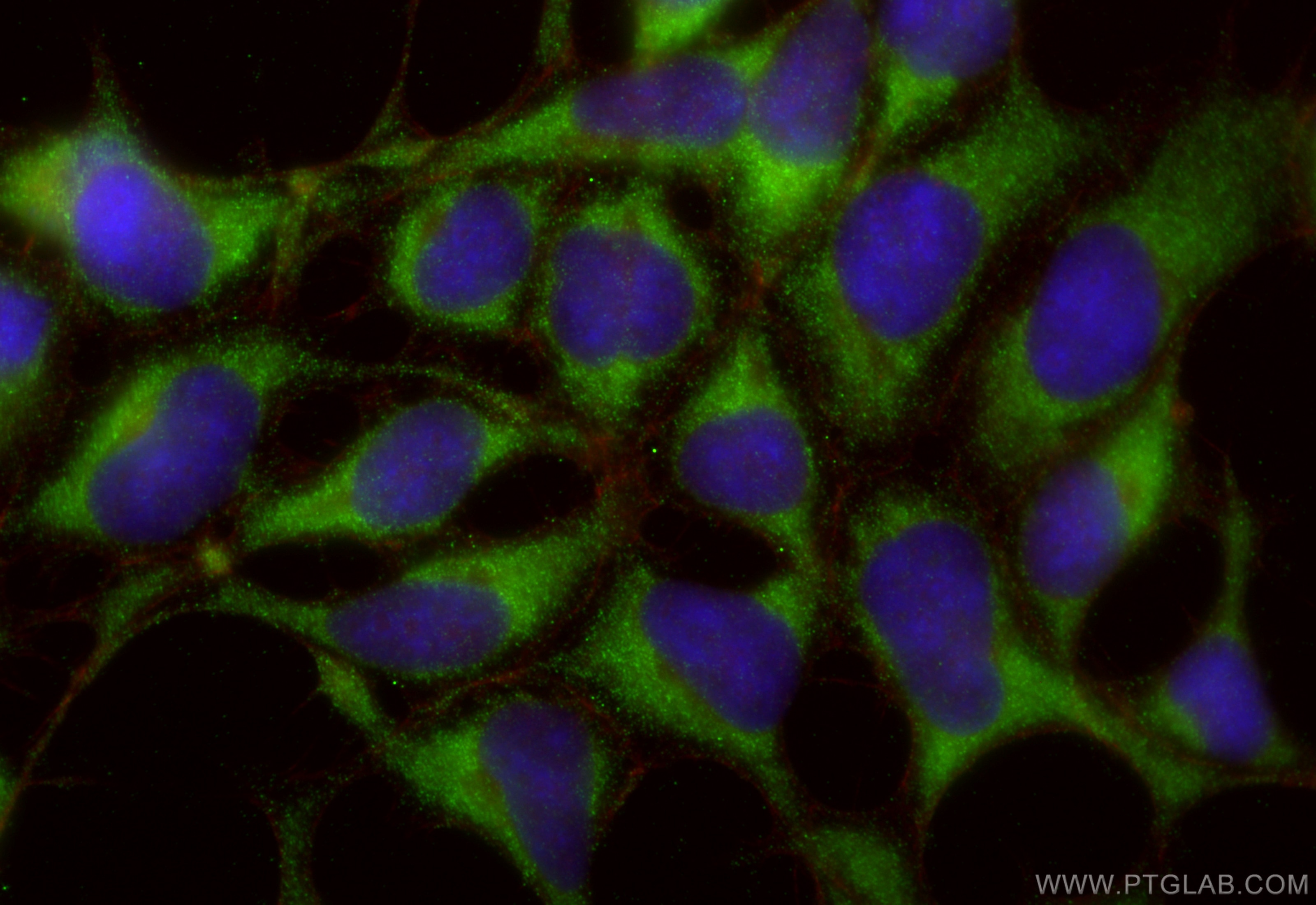 Immunofluorescence (IF) / fluorescent staining of HEK-293 cells using PTRH2 Polyclonal antibody (51006-2-AP)
