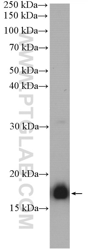 Western Blot (WB) analysis of HepG2 cells using PTRH2 Polyclonal antibody (51006-2-AP)