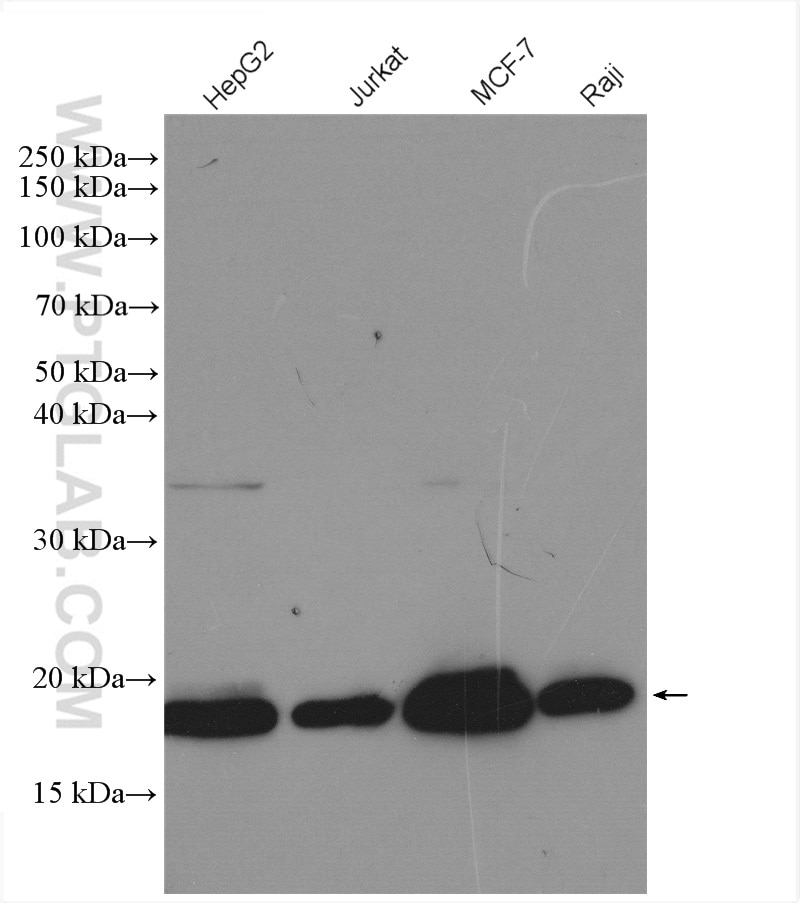 Western Blot (WB) analysis of various lysates using PTRH2 Polyclonal antibody (51006-2-AP)