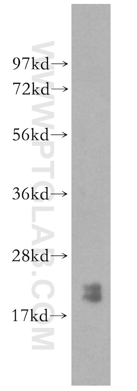 Western Blot (WB) analysis of HEK-293 cells using PTRH2 Polyclonal antibody (51006-2-AP)