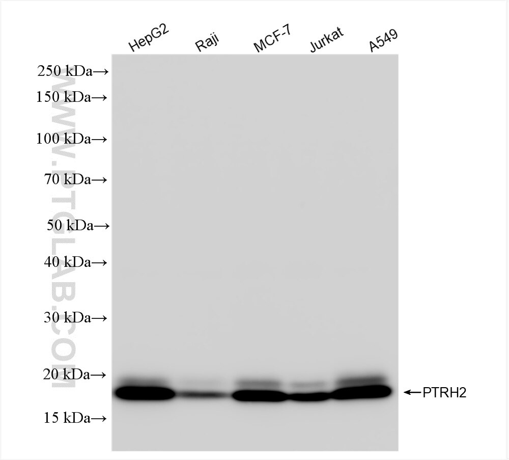 Western Blot (WB) analysis of various lysates using PTRH2 Recombinant antibody (86343-2-RR)
