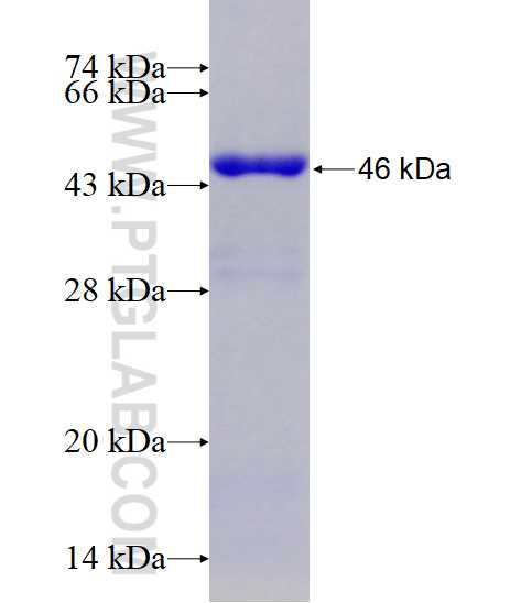 PTRH2 fusion protein Ag0839 SDS-PAGE