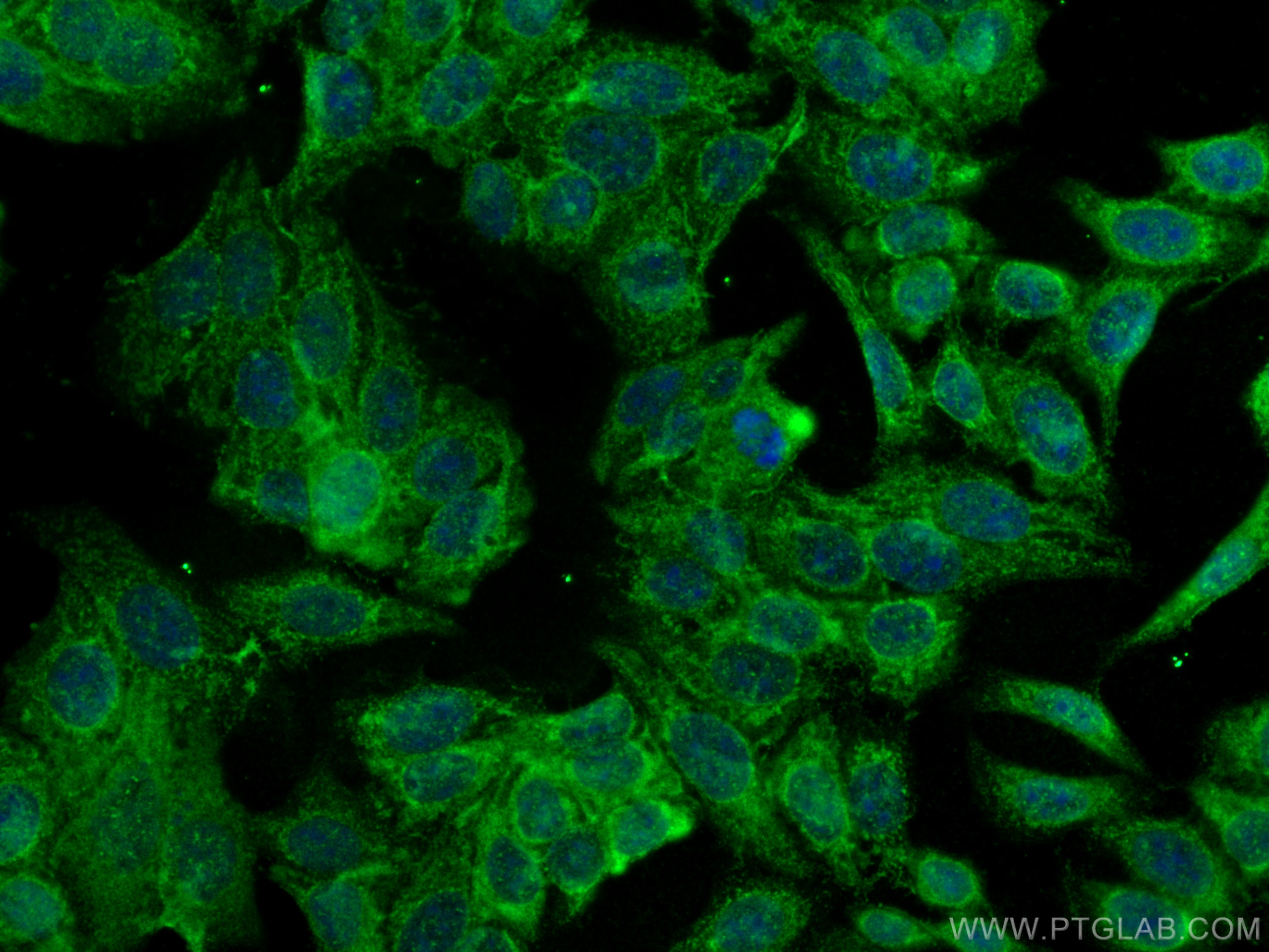 Immunofluorescence (IF) / fluorescent staining of HepG2 cells using Securin Polyclonal antibody (18040-1-AP)