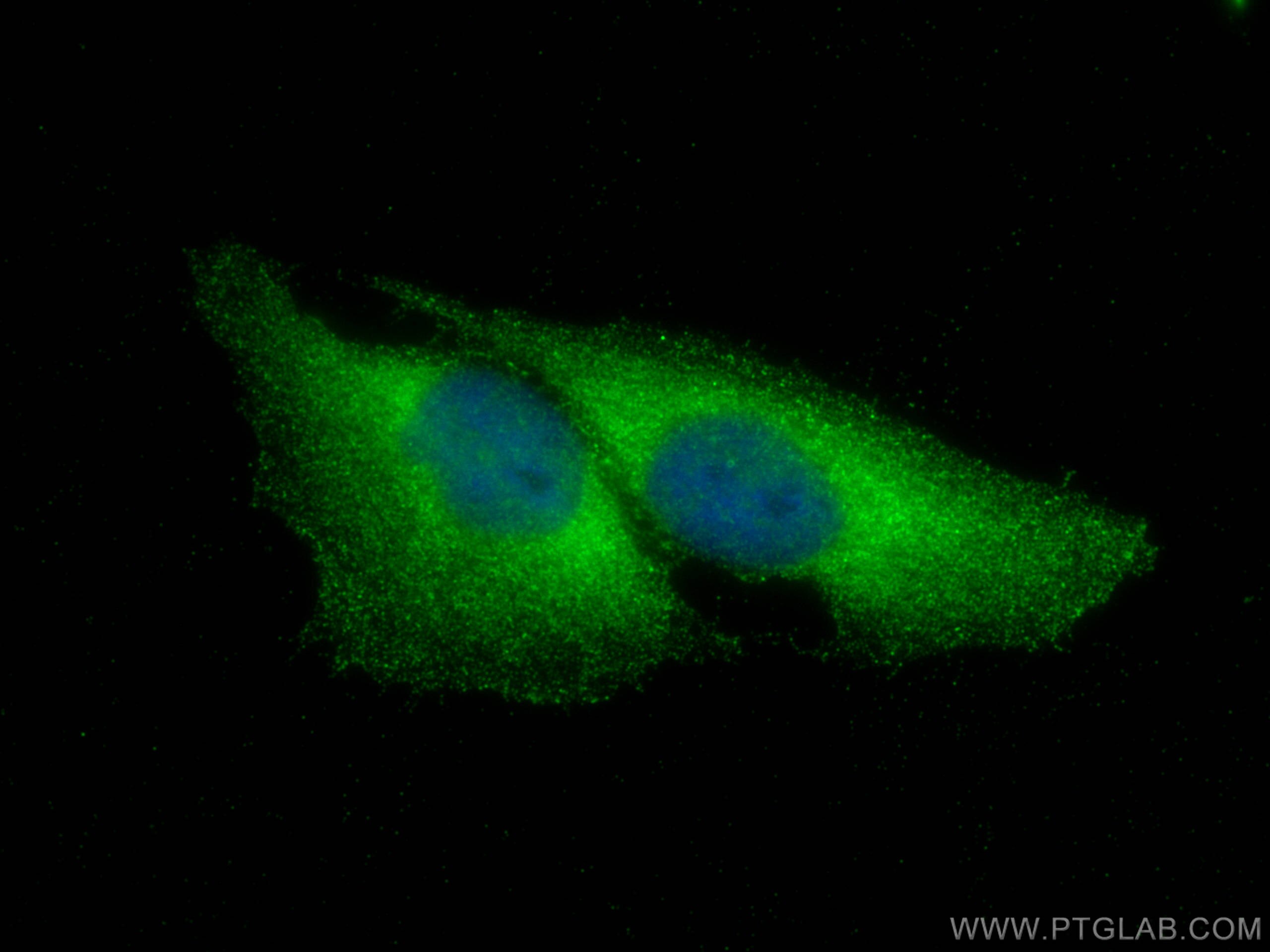 Immunofluorescence (IF) / fluorescent staining of U2OS cells using Securin Polyclonal antibody (18040-1-AP)