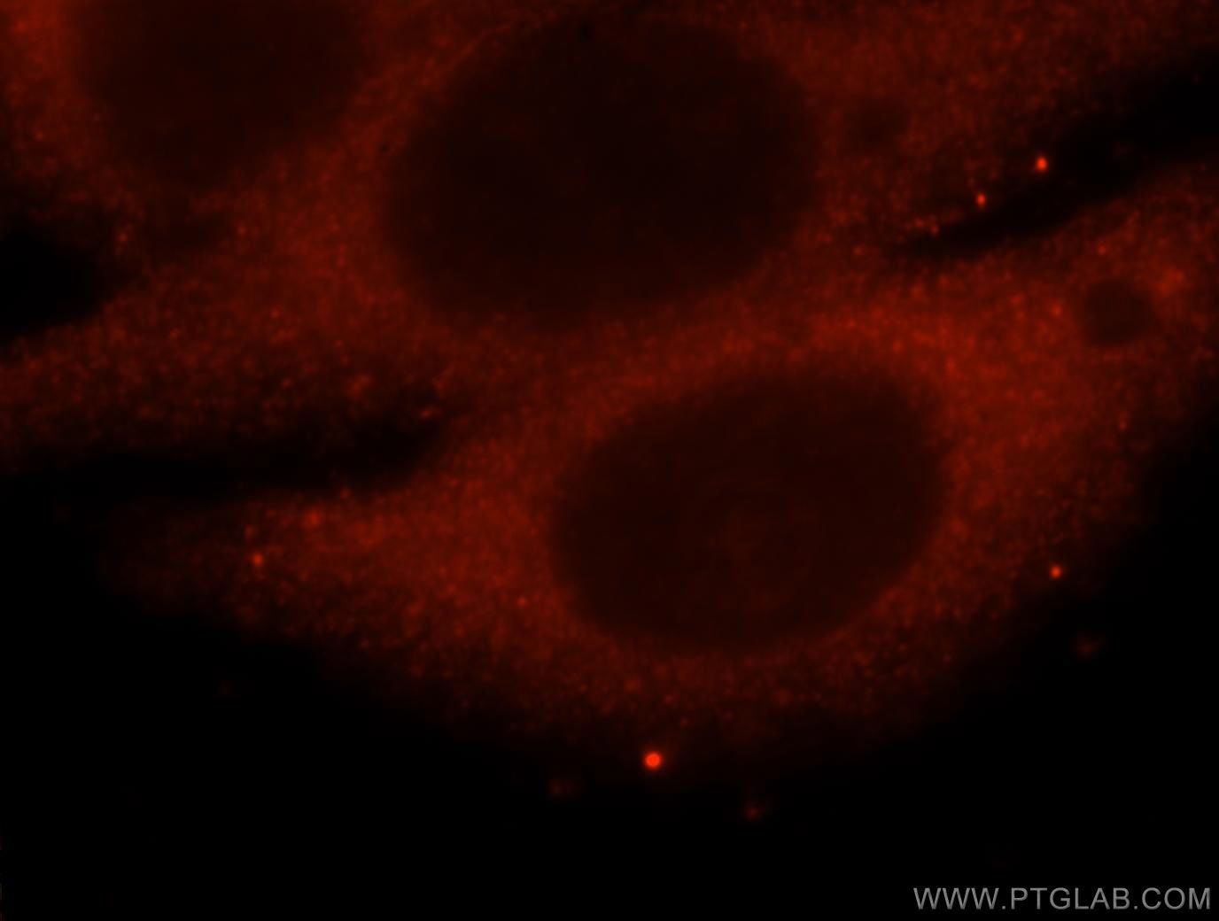 Immunofluorescence (IF) / fluorescent staining of HepG2 cells using Securin Polyclonal antibody (18040-1-AP)