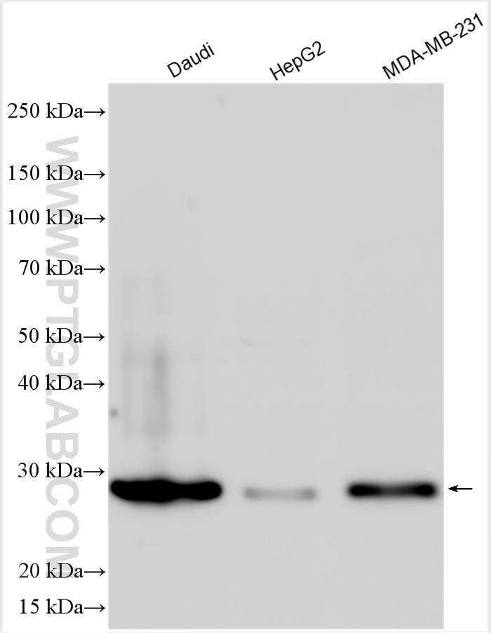 Western Blot (WB) analysis of various lysates using Securin Polyclonal antibody (18040-1-AP)