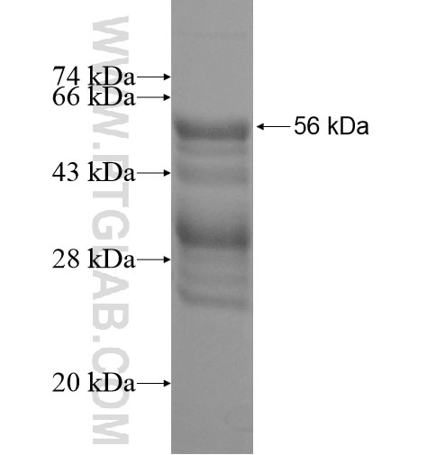 PTTG1 fusion protein Ag12670 SDS-PAGE