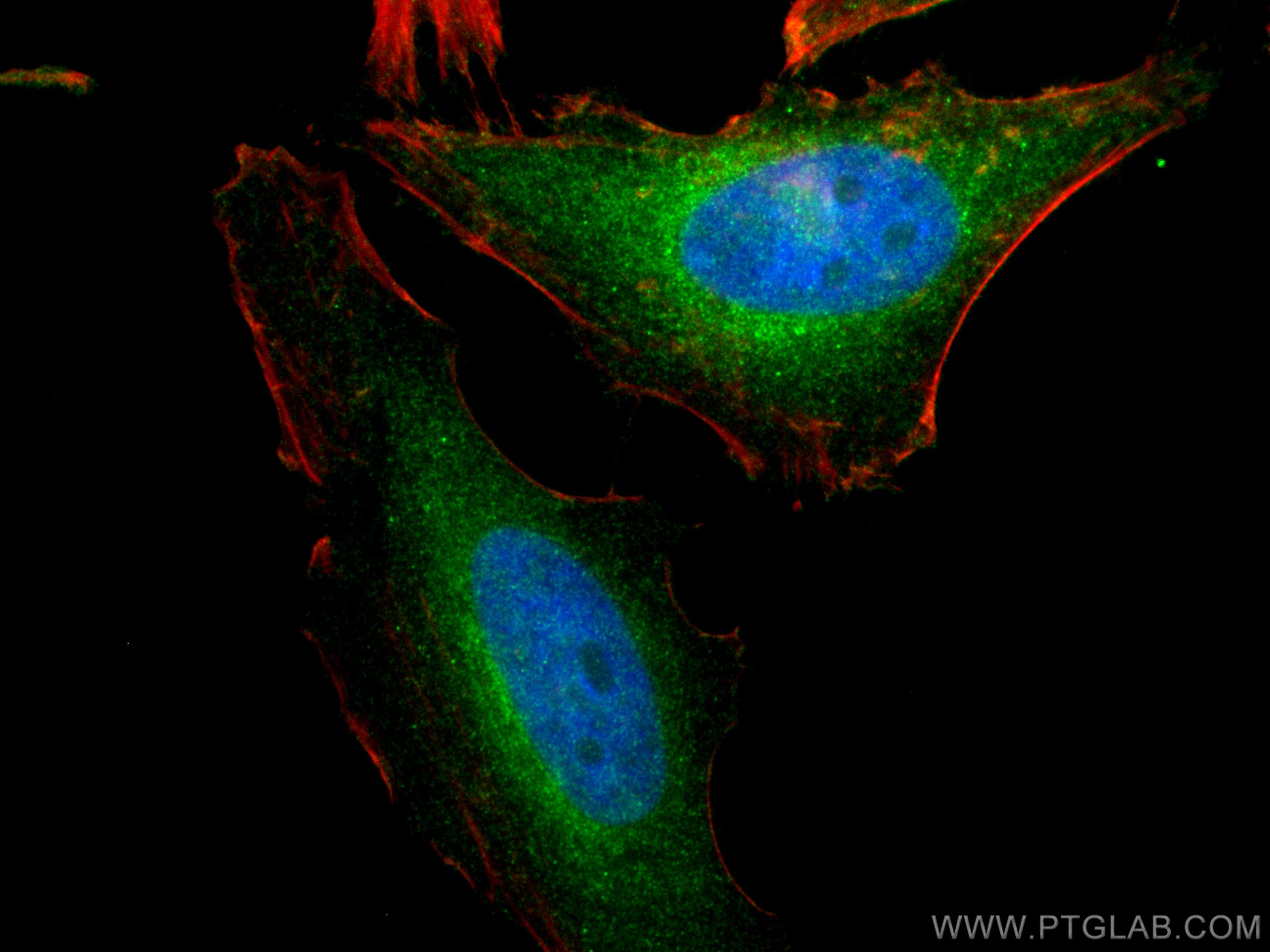 Immunofluorescence (IF) / fluorescent staining of HeLa cells using PTTG1IP Polyclonal antibody (12575-1-AP)