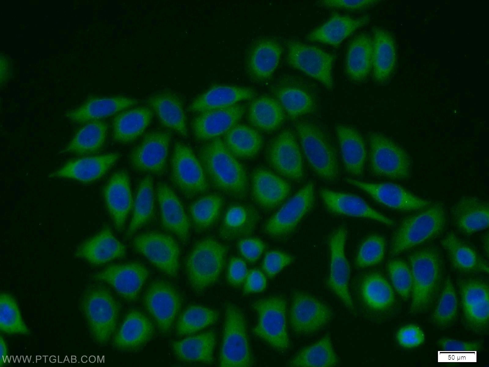 Immunofluorescence (IF) / fluorescent staining of PC-3 cells using PTTG1IP Polyclonal antibody (12575-1-AP)