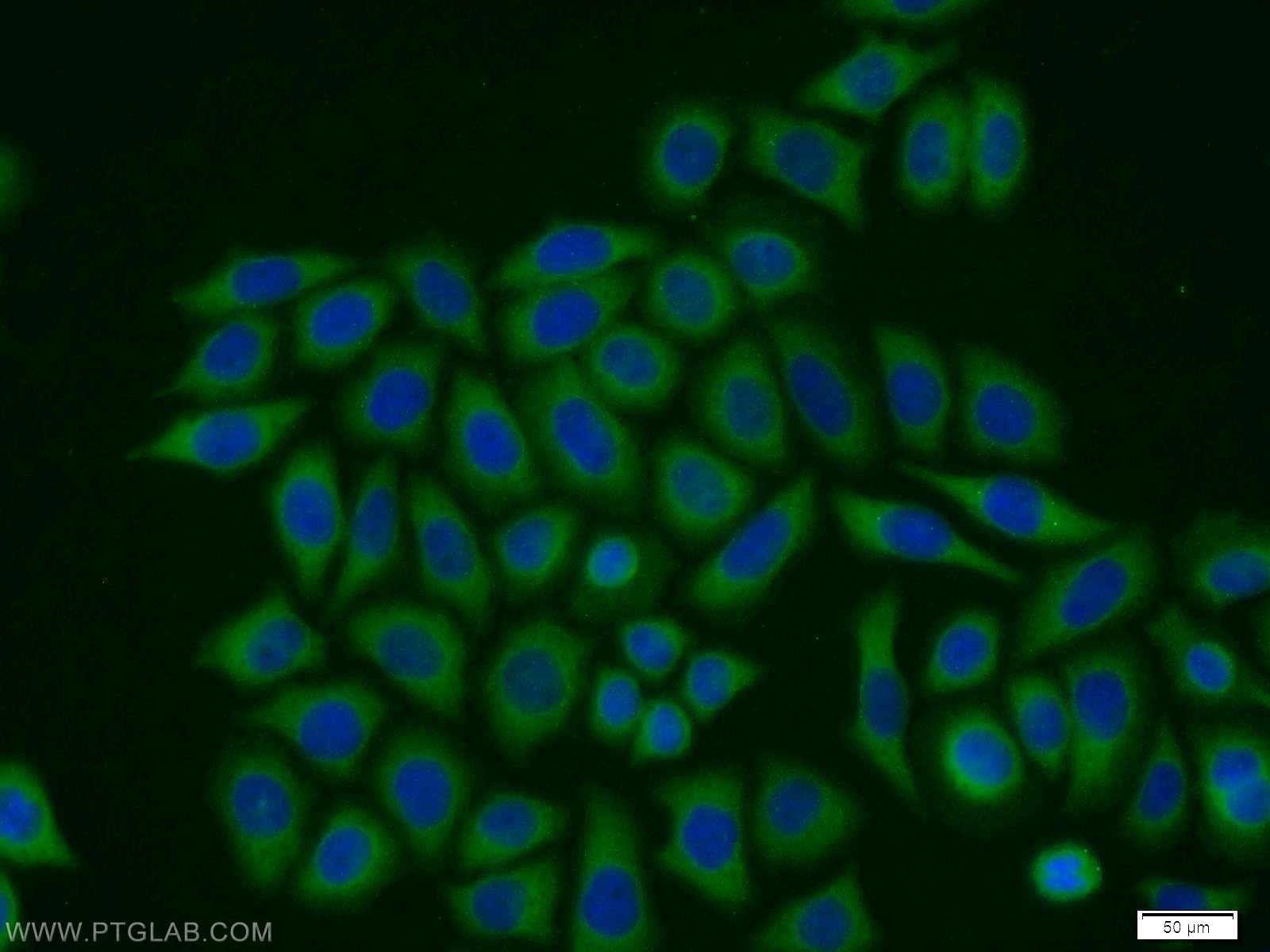 IF Staining of PC-3 using 12575-1-AP