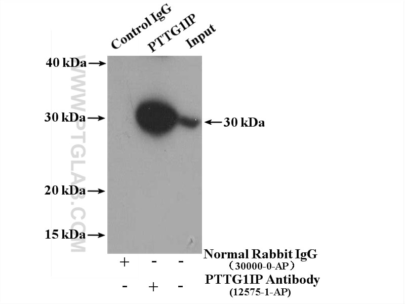 Immunoprecipitation (IP) experiment of HEK-293 cells using PTTG1IP Polyclonal antibody (12575-1-AP)