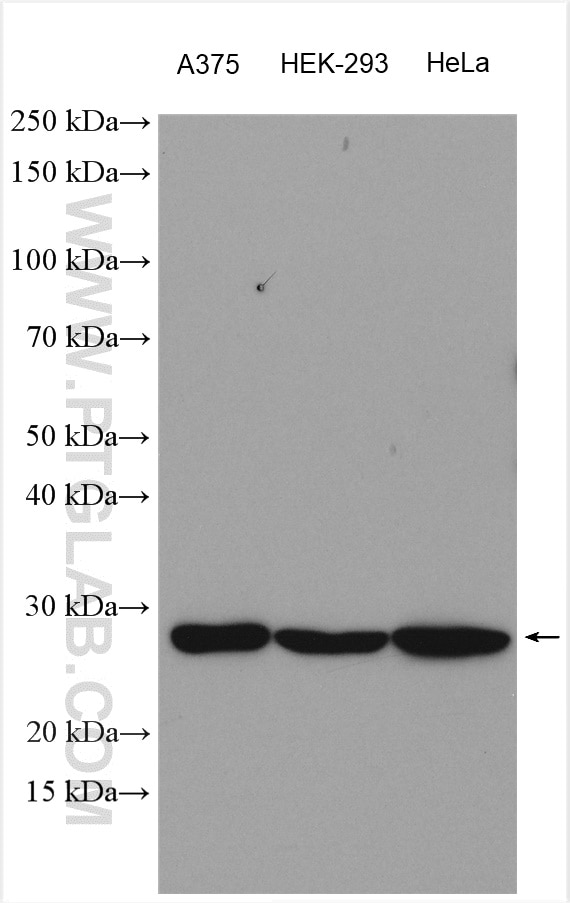 Western Blot (WB) analysis of various lysates using PTTG1IP Polyclonal antibody (12575-1-AP)