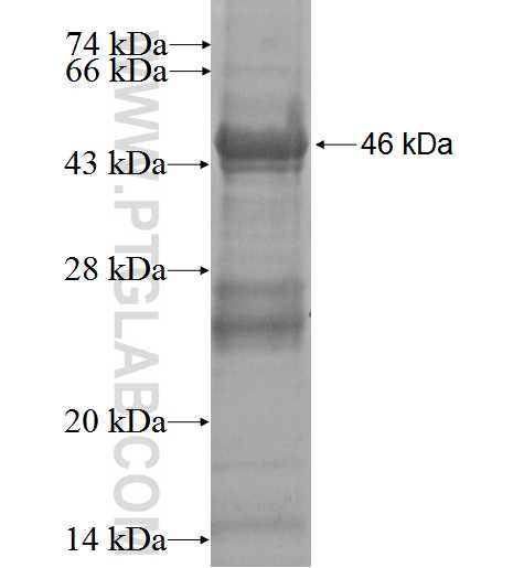 PTTG1IP fusion protein Ag3250 SDS-PAGE