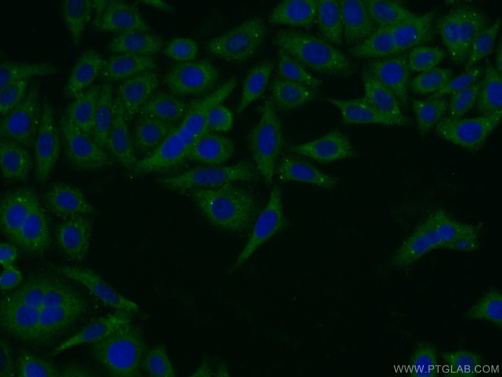 IF Staining of HepG2 using 13797-1-AP