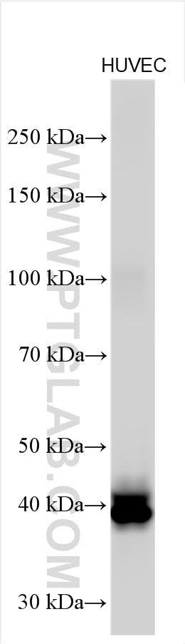 Western Blot (WB) analysis of various lysates using Pentraxin 3 Polyclonal antibody (13797-1-AP)