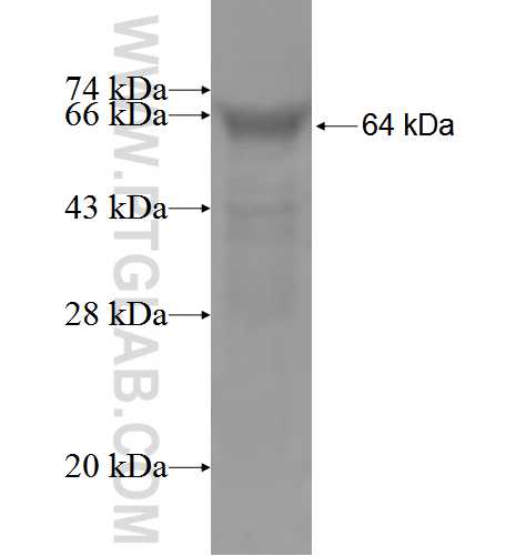 PTX3 fusion protein Ag4624 SDS-PAGE