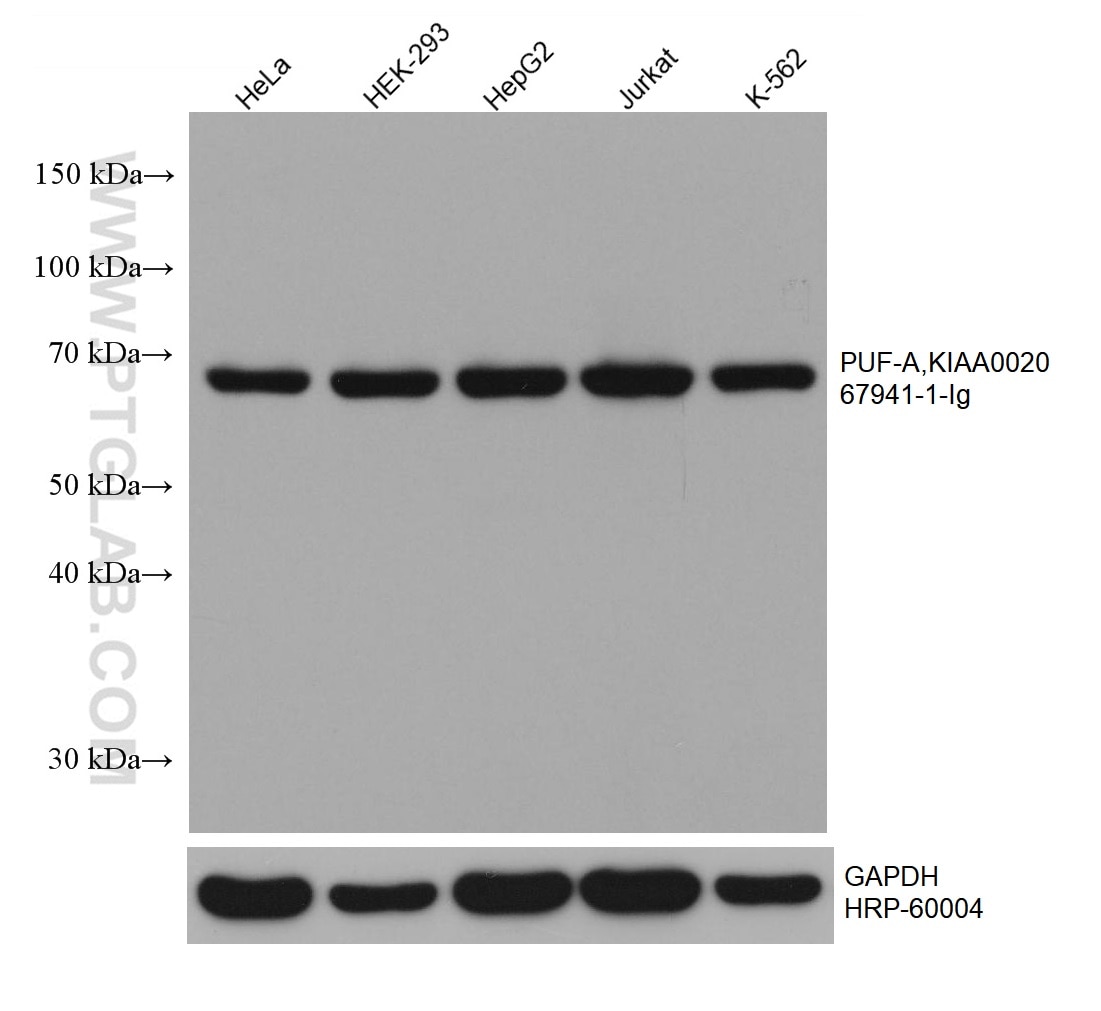 Western Blot (WB) analysis of various lysates using PUF-A,KIAA0020 Monoclonal antibody (67941-1-Ig)