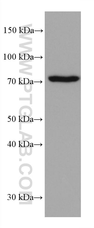 Western Blot (WB) analysis of PC-12 cells using PUF-A,KIAA0020 Monoclonal antibody (67941-1-Ig)