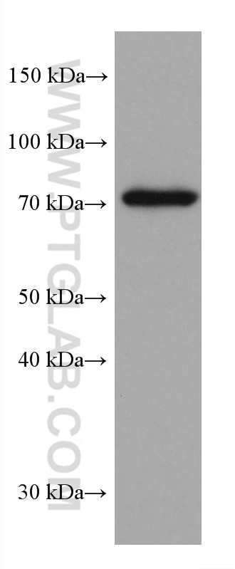 Western Blot (WB) analysis of NIH/3T3 cells using PUF-A,KIAA0020 Monoclonal antibody (67941-1-Ig)