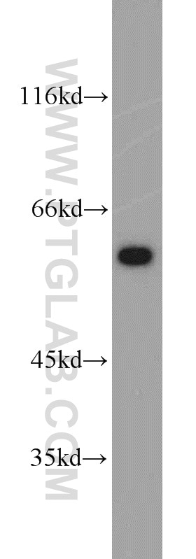 WB analysis of HepG2 using 10810-1-AP